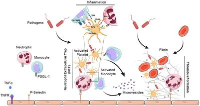 Implication of Platelets in Immuno-Thrombosis and Thrombo-Inflammation